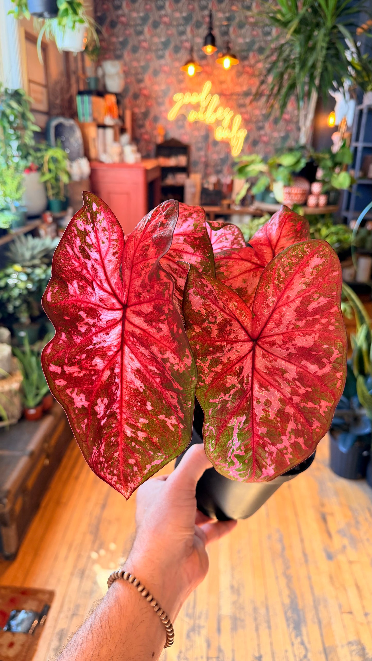 6” Caladium Assorted