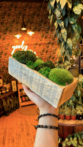 Preserved Moss Wooden Bowl