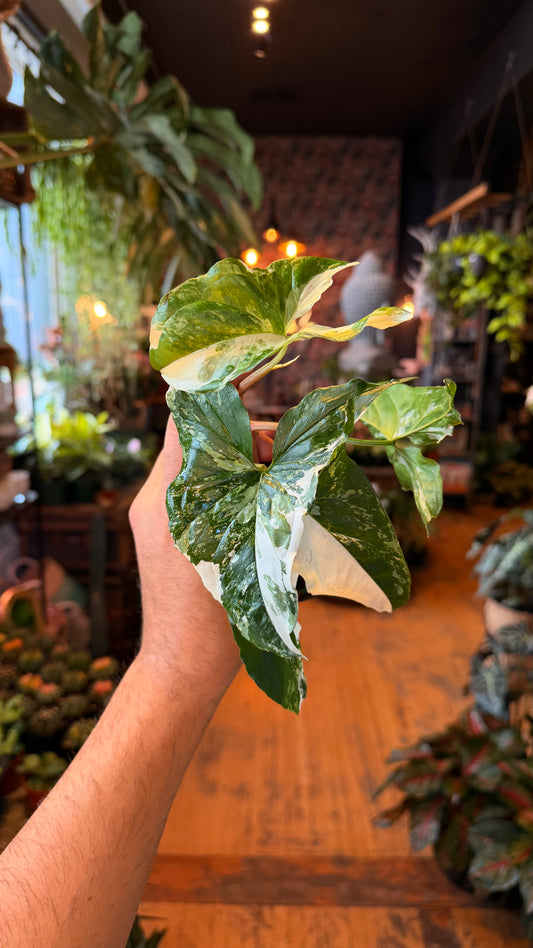 4” Synongium Albo Variegated