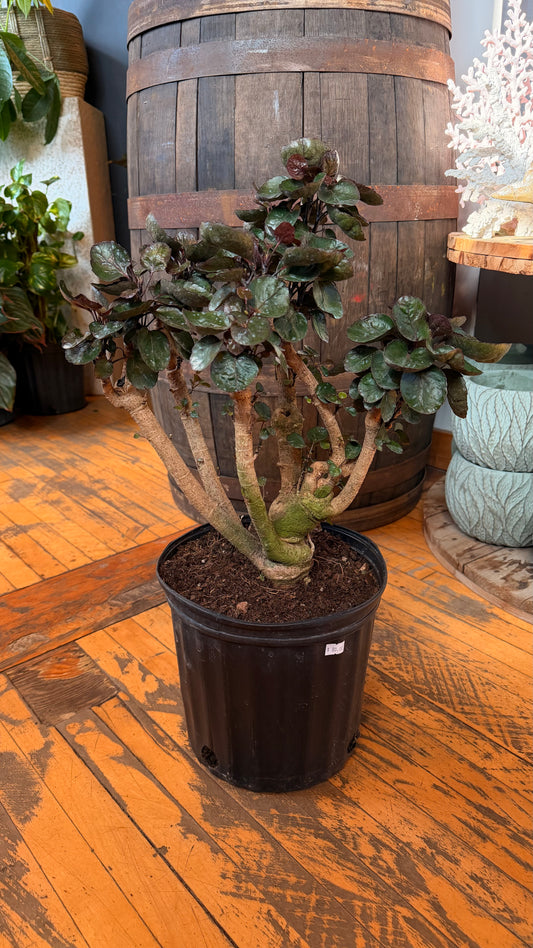 10” Fabian Aralia Bonsai