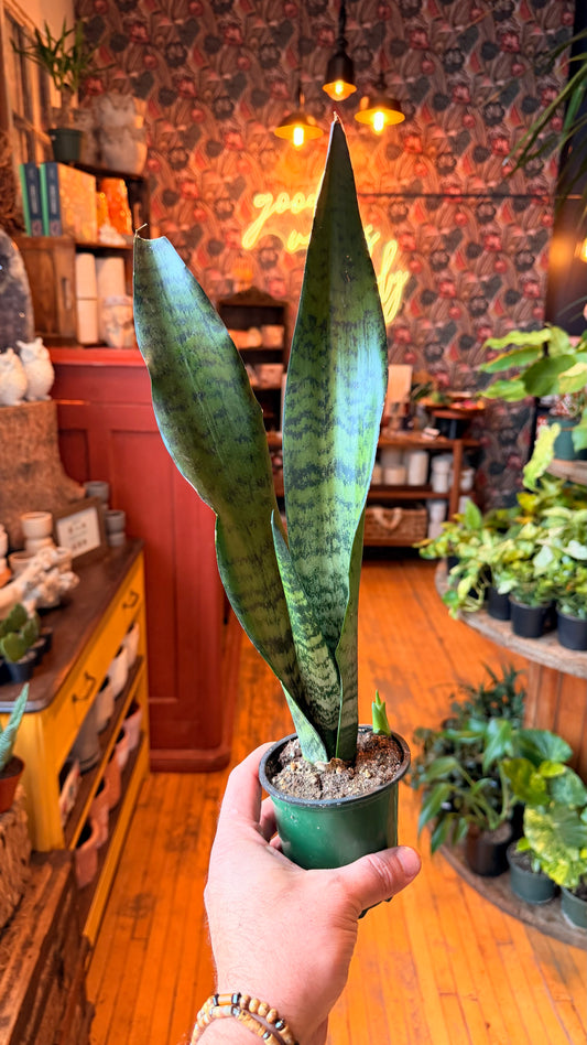4” Zeylancia Snake Plant