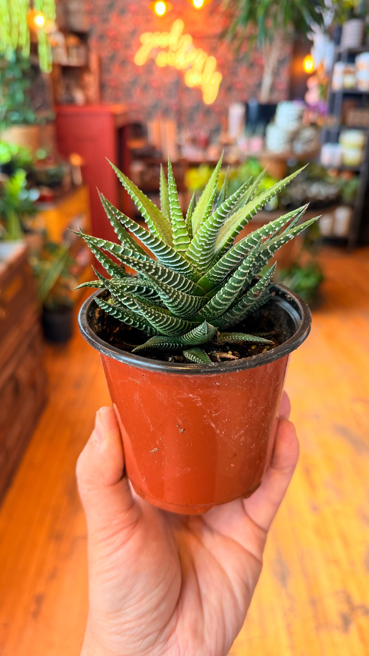 4” Haworthia Big Band