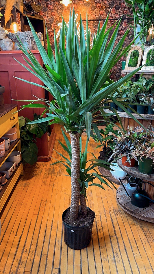 10” Yucca Cane