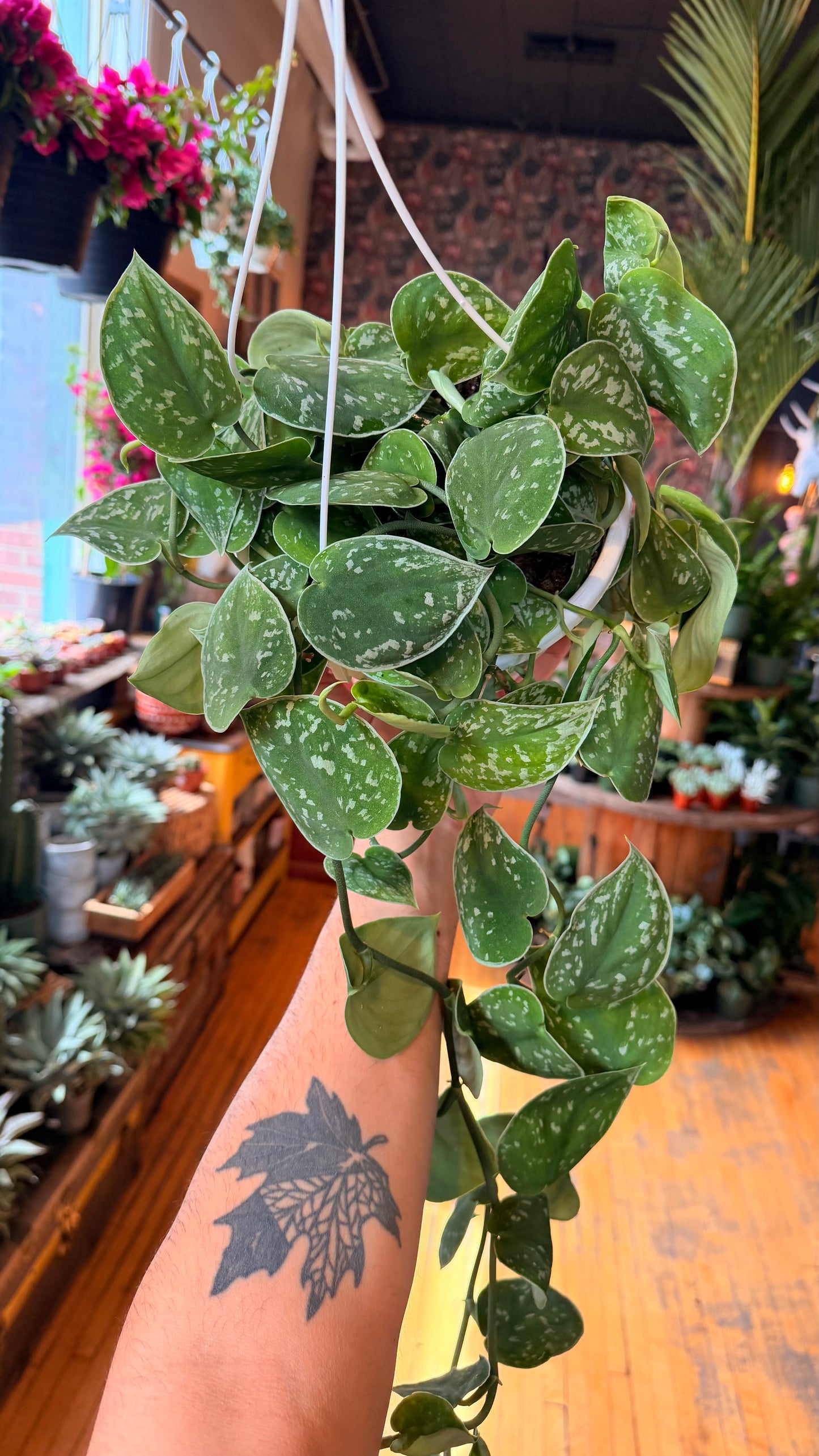 8” Silvery Ann Pothos