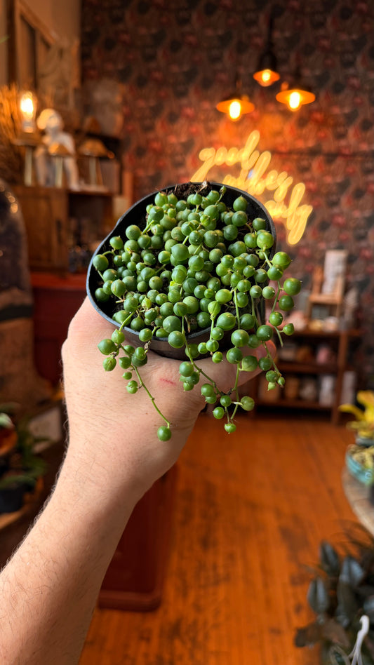 4” String of Pearls
