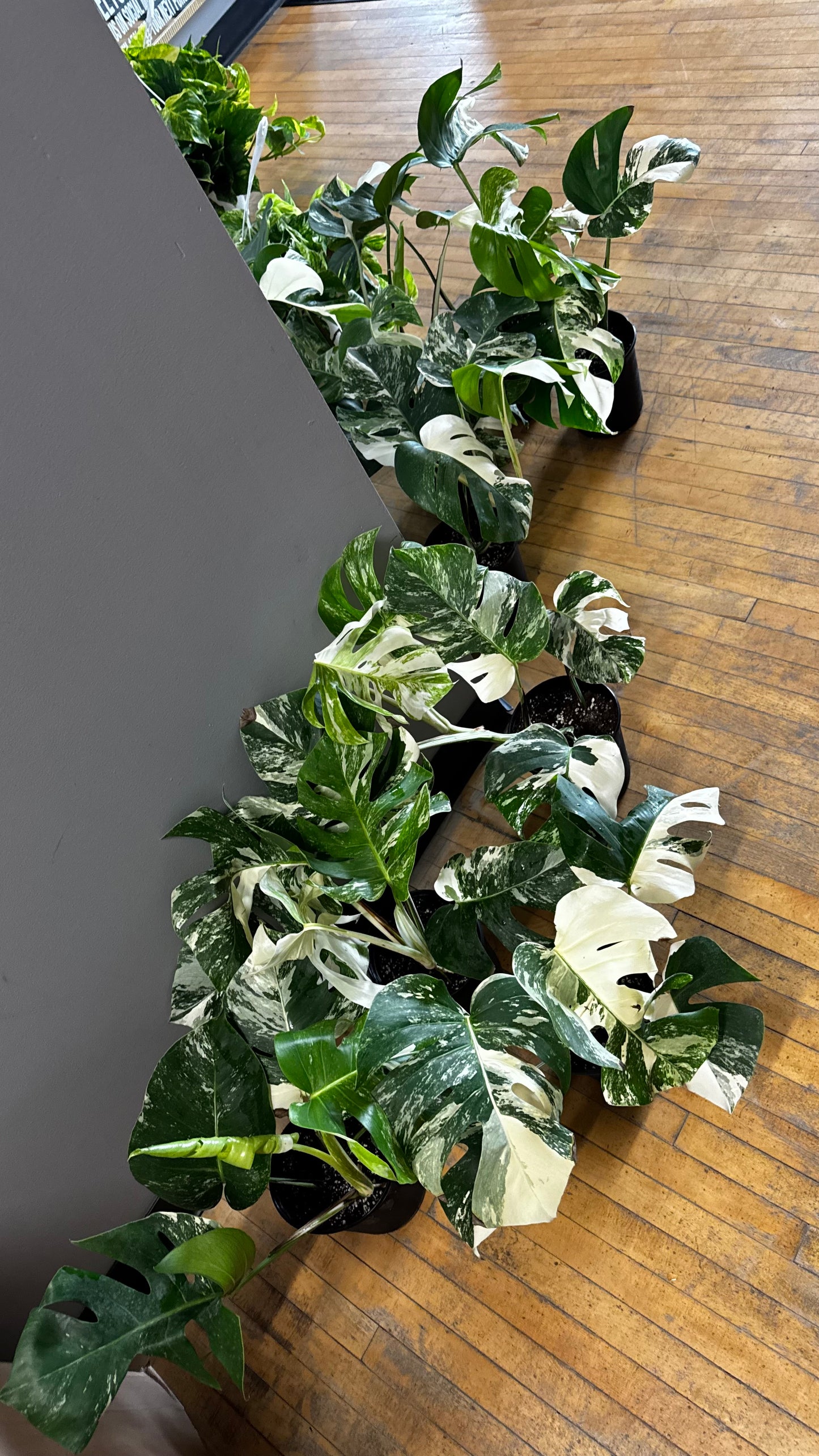 1 Gallon - Monstera Albo Borsigiana Variegated