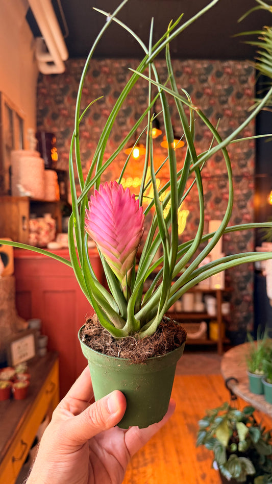 4” Tillandsia Cyanea