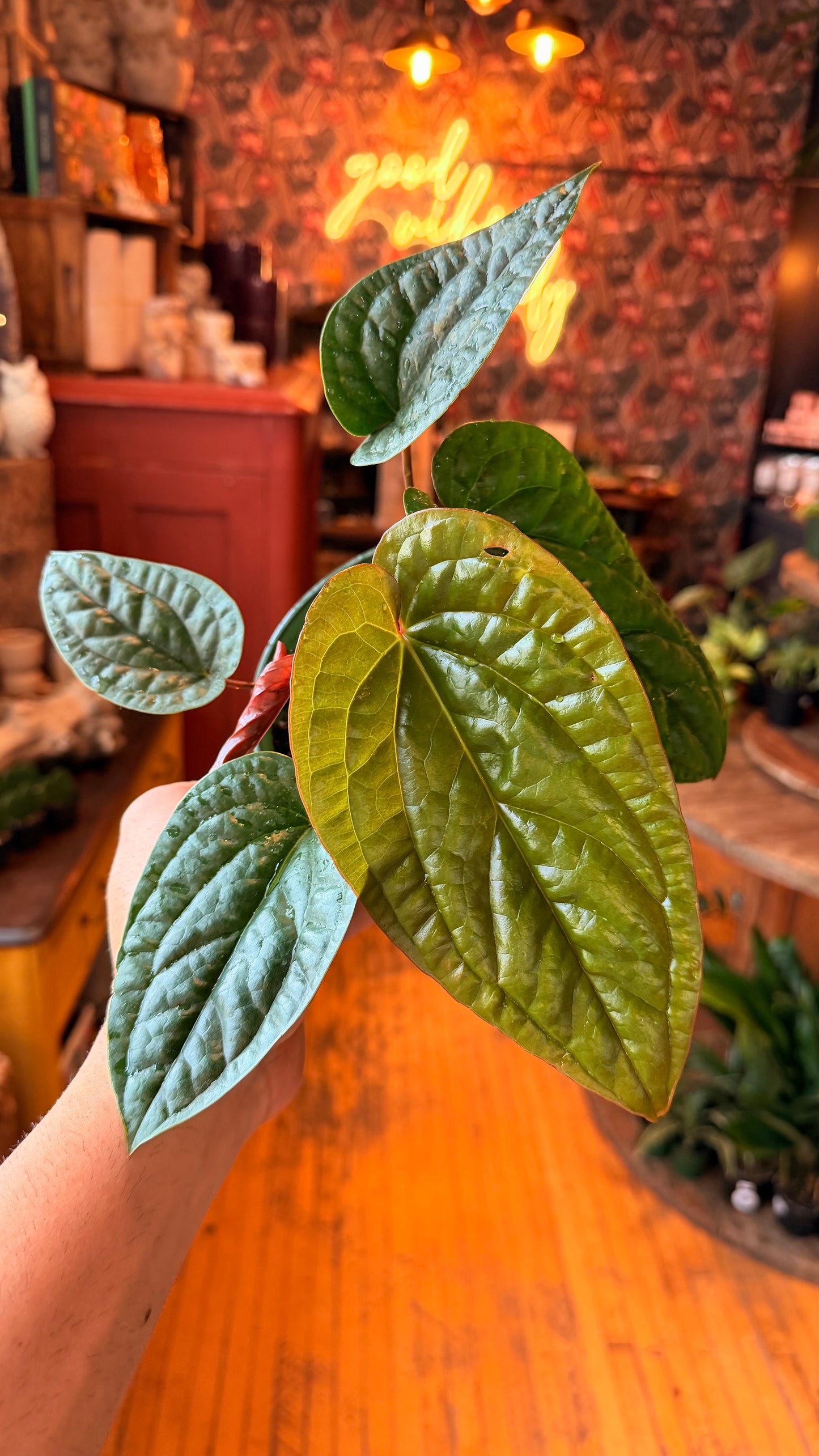 6” Anthurium Radicans X Luxurians