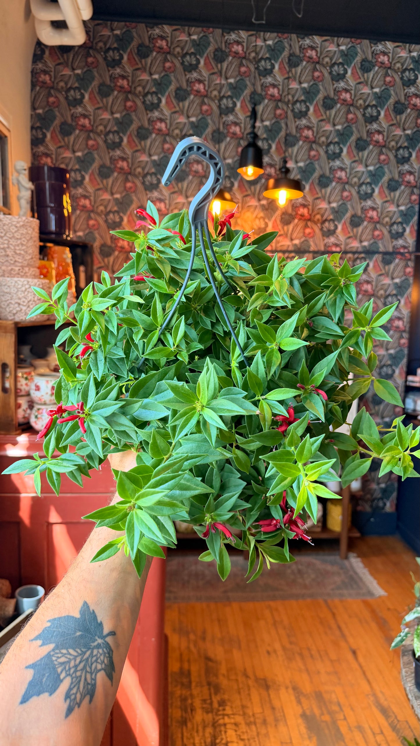 8” Purple Star Lipstick Plant