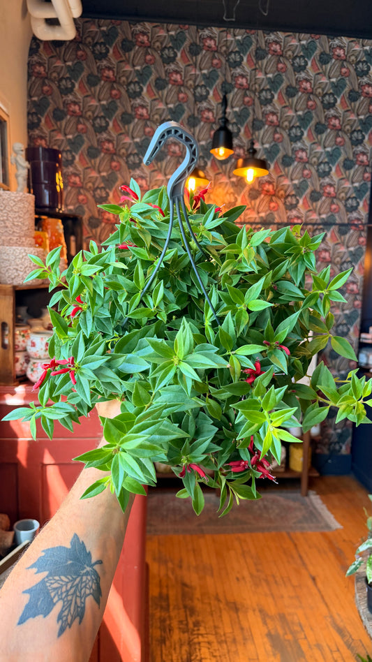 8” Purple Star Lipstick Plant