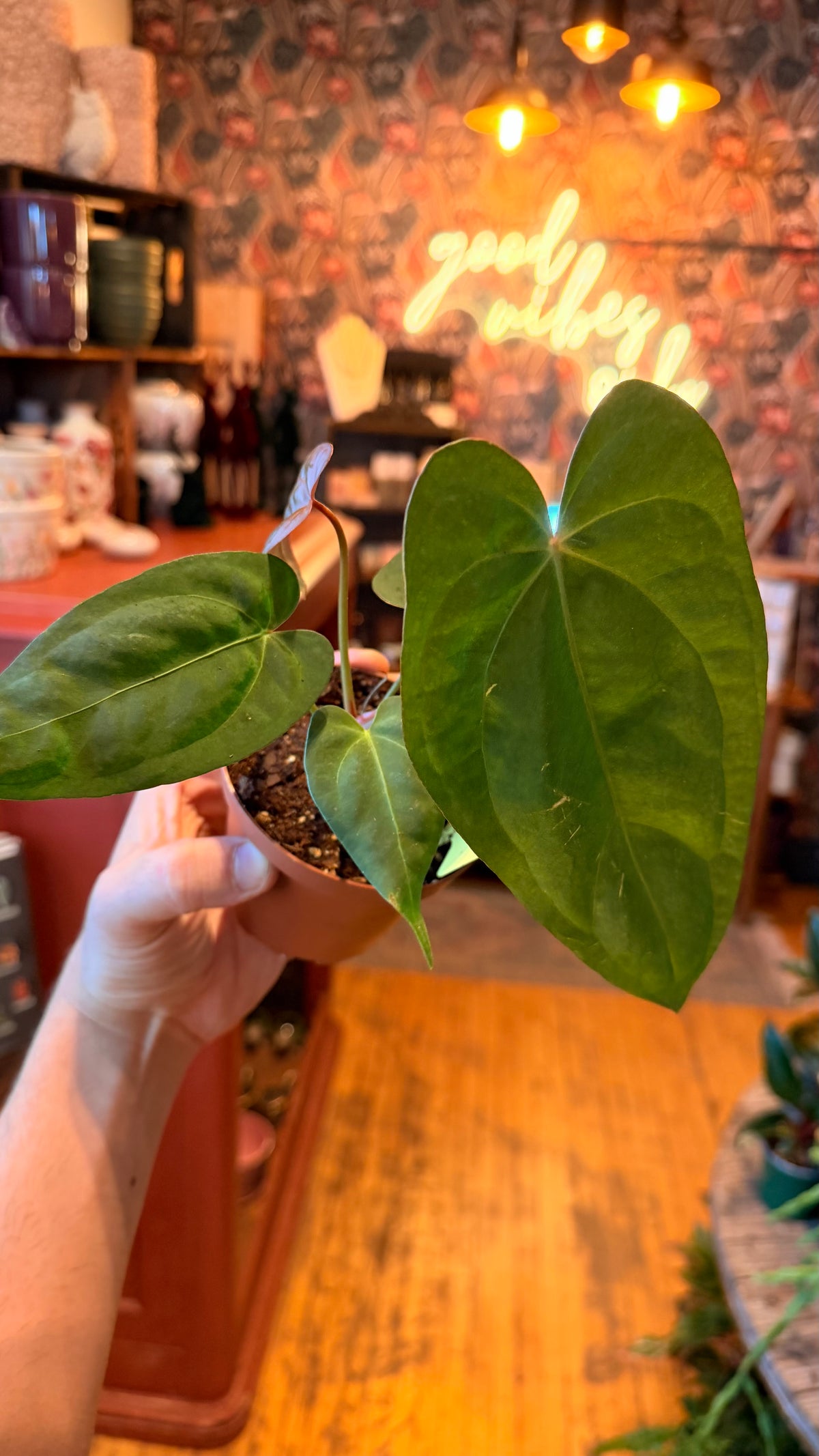 4” Anthurium Hybrid Dark Phoenix X One