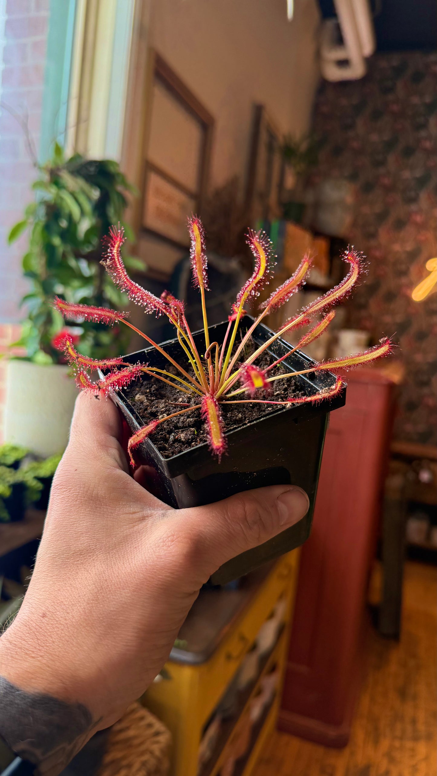 Dark Maroon Sundew