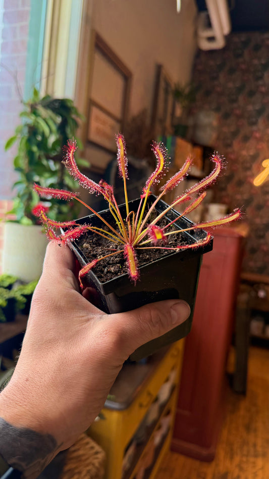 Dark Maroon Sundew