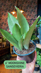 6” Sansevieria Moonshine