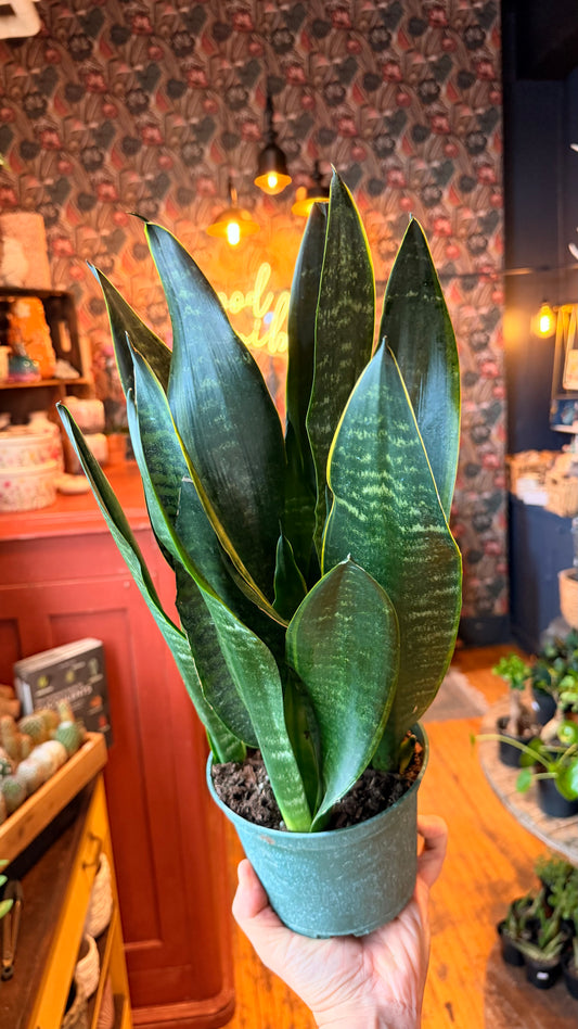 6” ‘Tyler’ Snake Plant