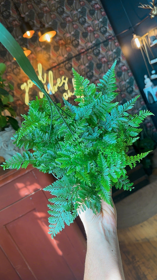 6” Rabbit Foot Fern