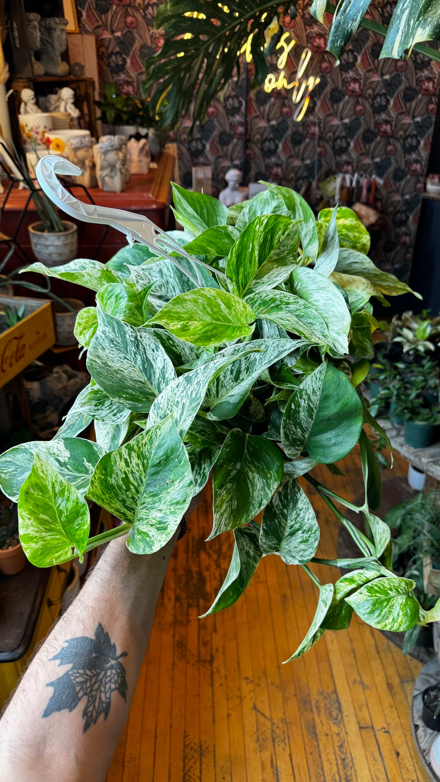 8” Marble Queen Pothos