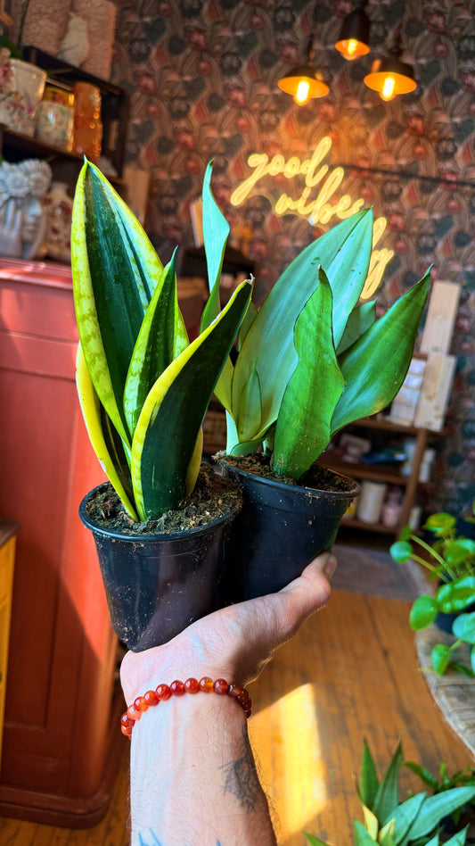4” Snake Plant (Black Gold or Moonshine)