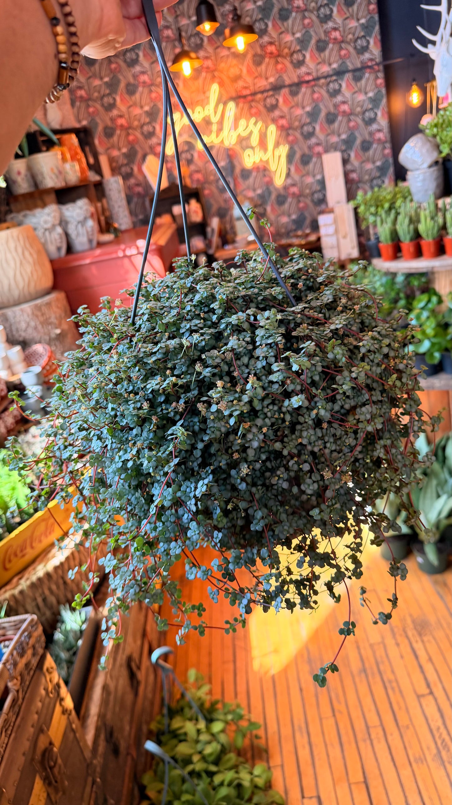 10” Baby Tears Silver Plant