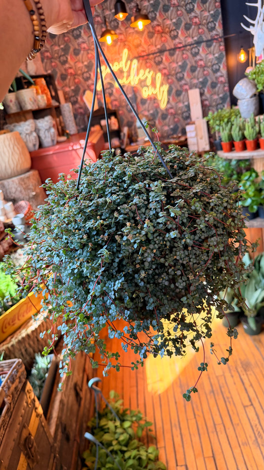10” Baby Tears Silver Plant