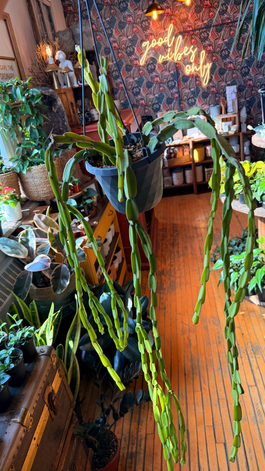 6” Paradoxa Rhipsalis
