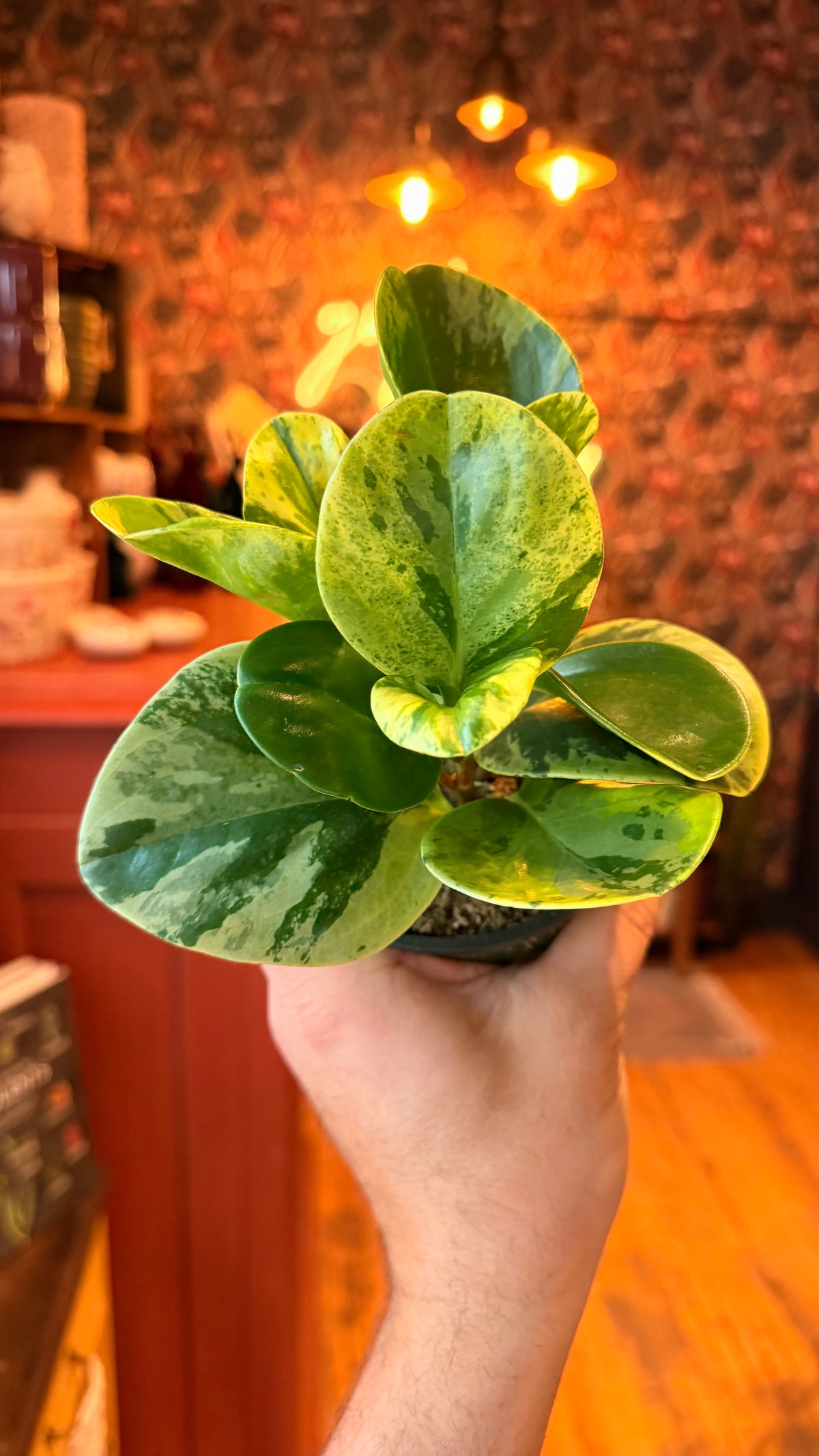 4” Peperomia Marble