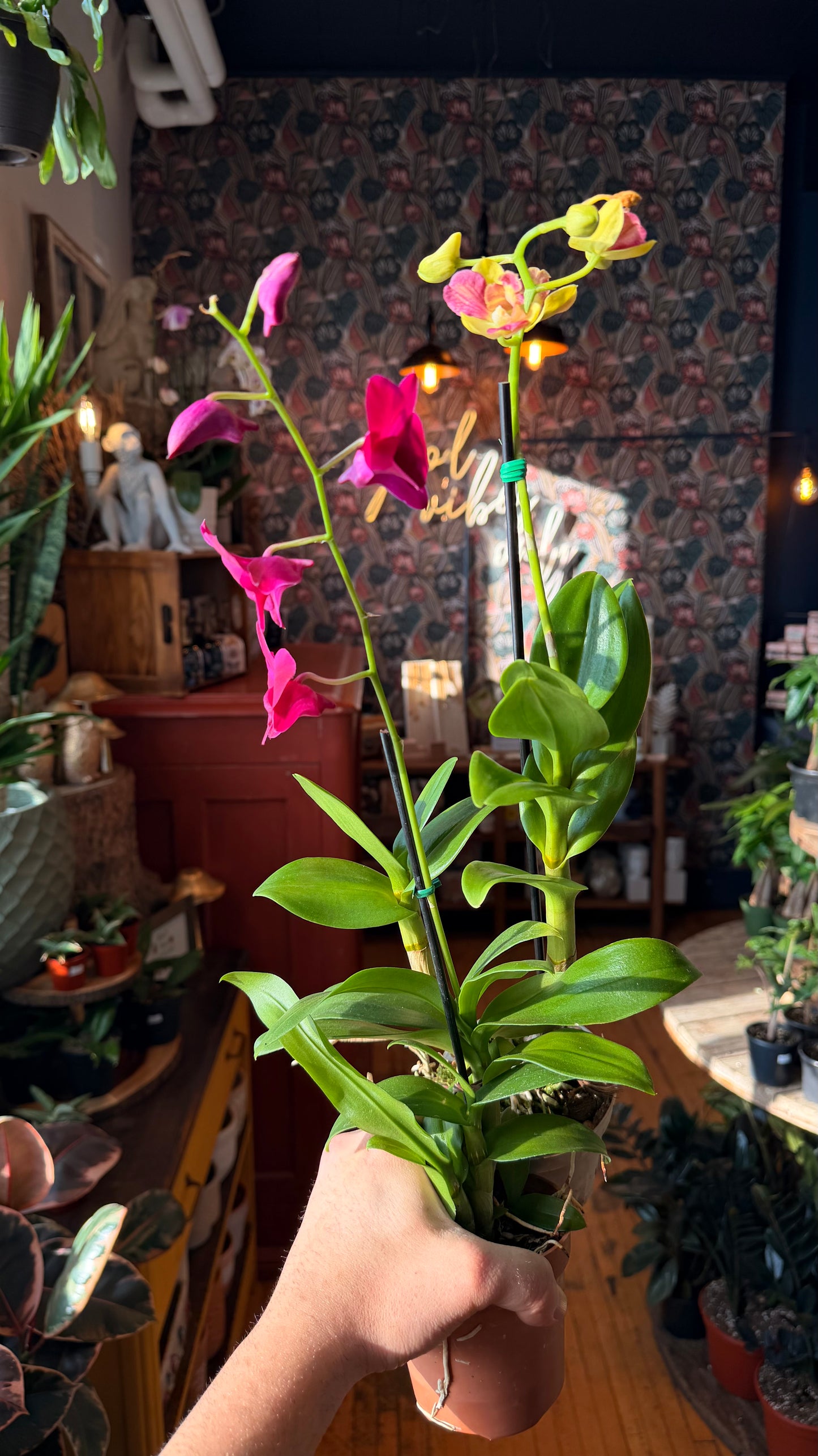 4” Dendrobium Orchid Assorted