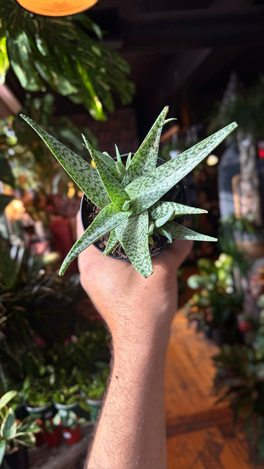 4” Aloe Delta Lights