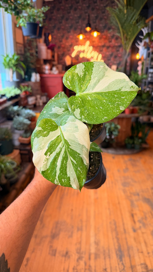 4” Thai Constellation Monstera