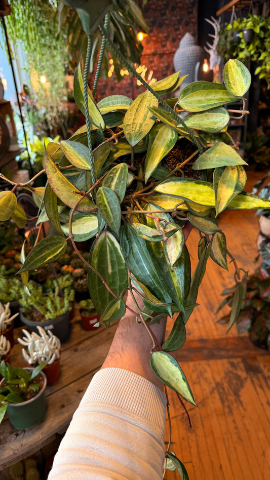 8” Hoya Latifolia ‘Pot of Gold’