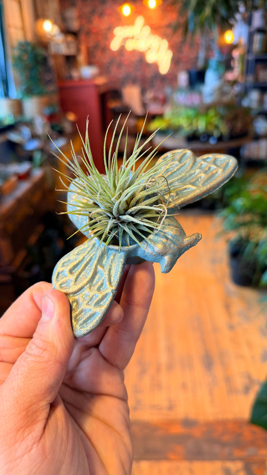 Metallic Bee Airplant Holder