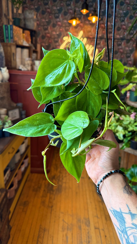 6” Cordatum Hanging Basket