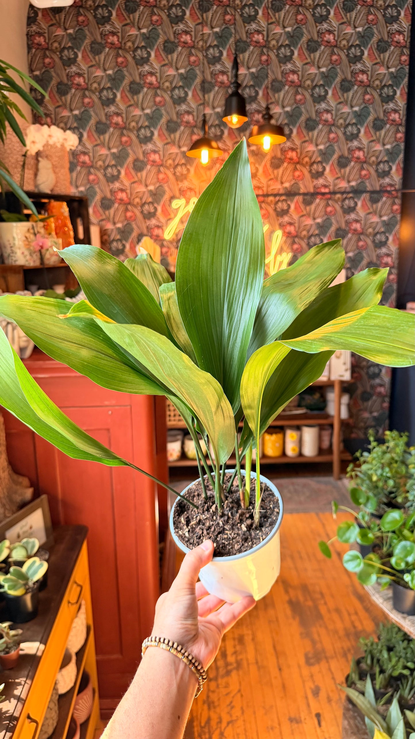 6” Cast Iron Plant
