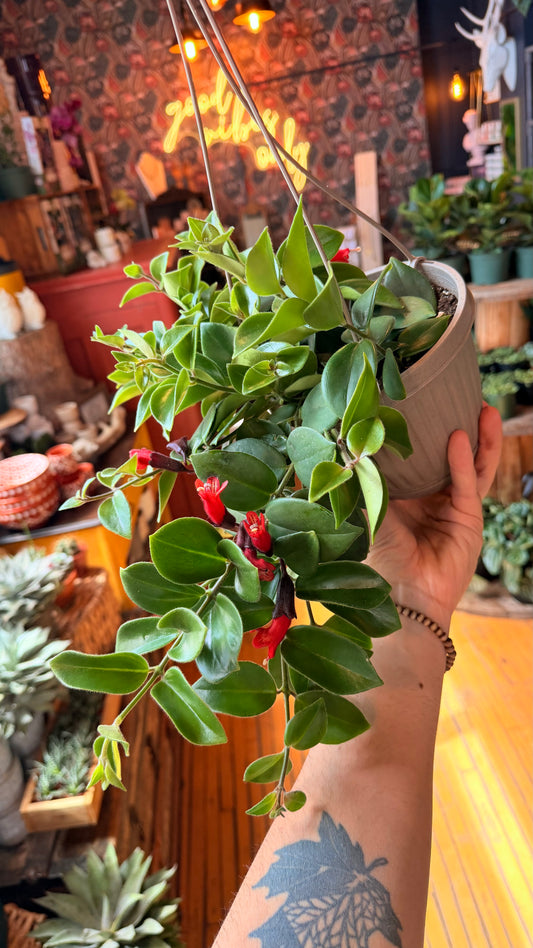 6” Lipstick Plant