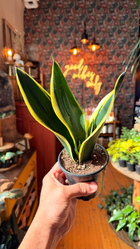 4” Black Gold Snake Plant