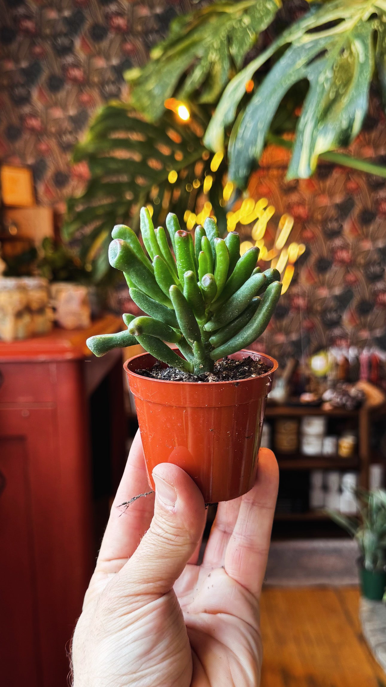 2.5” Ogre Ear Jade Plant