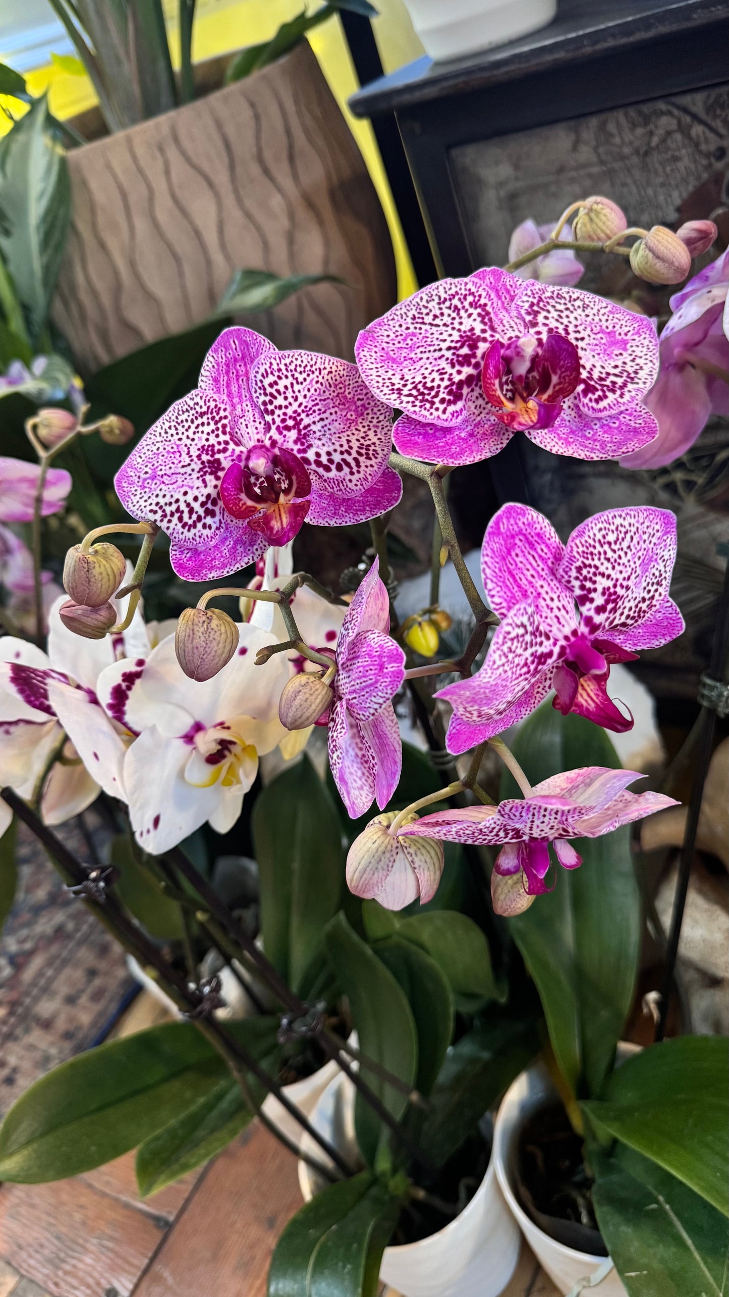 5.5” Orchids Assorted