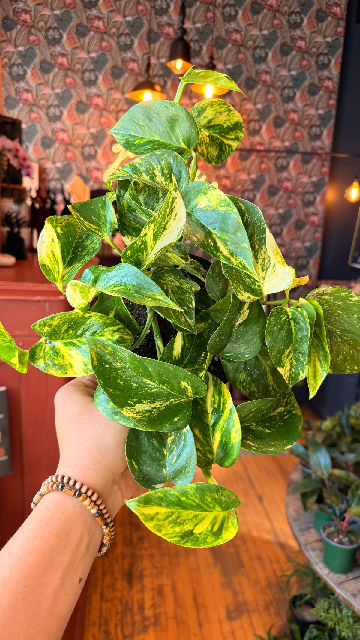 6” Hawaiian Pothos