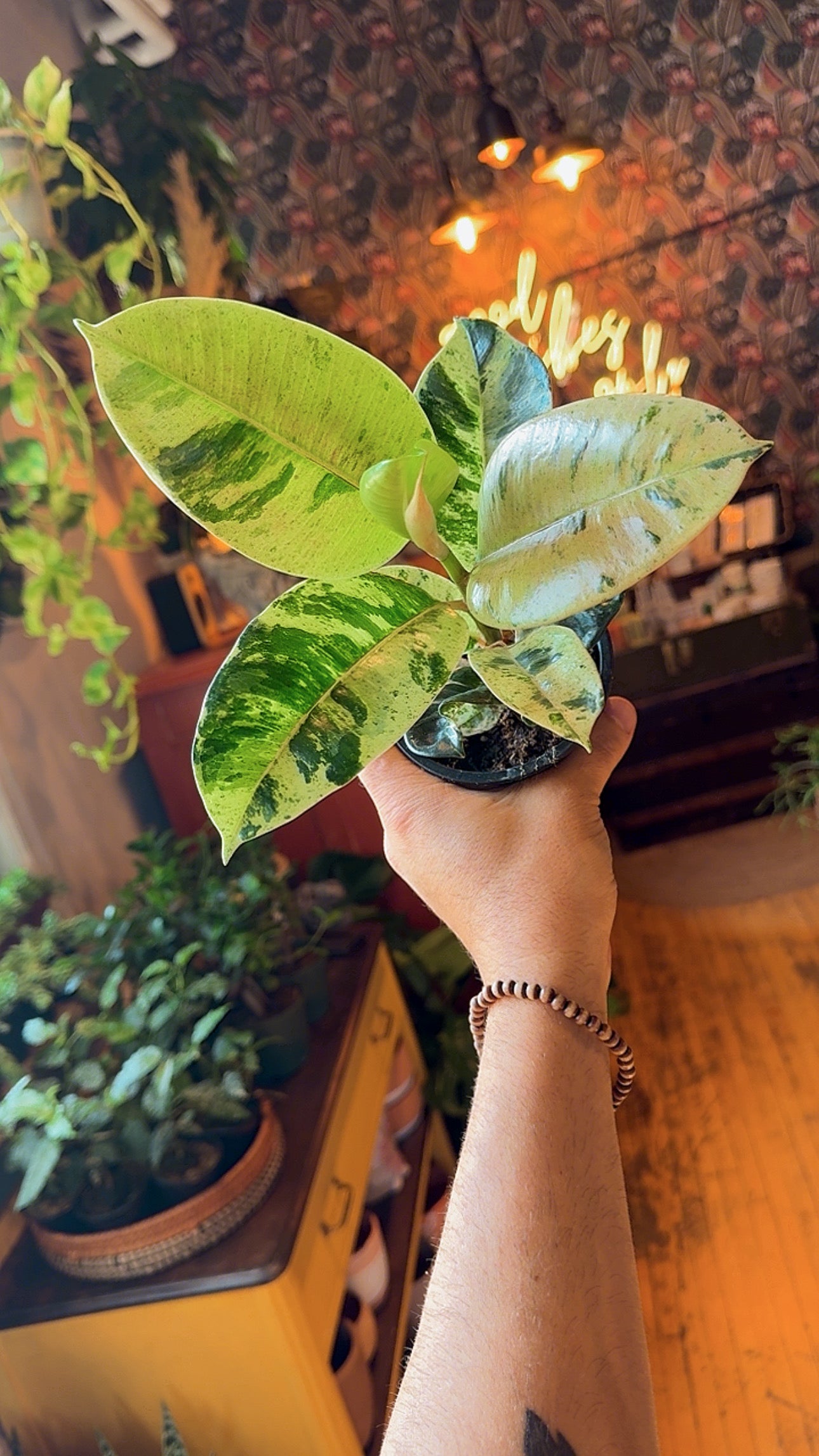 4” Ficus Shivereana Moonlight