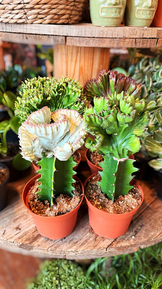 6" Monstrose Cactus Assorted