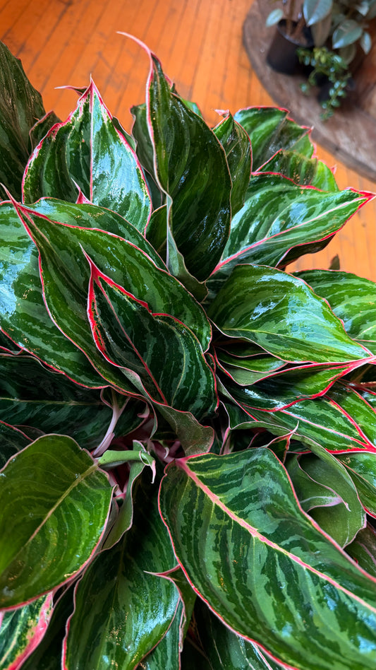 10” Army Moonshine Aglaonema