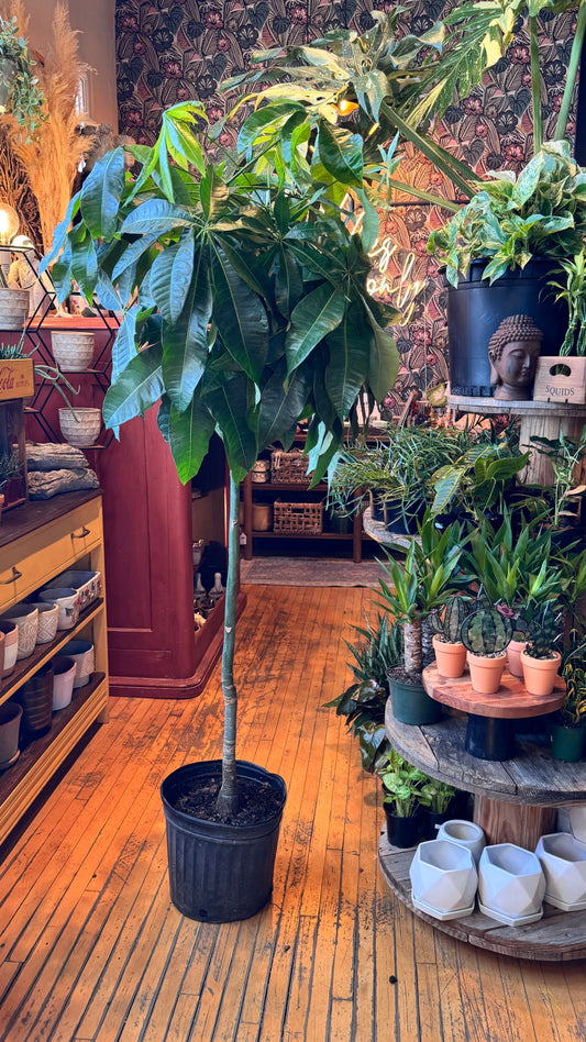 12” Money Tree ‘Character’