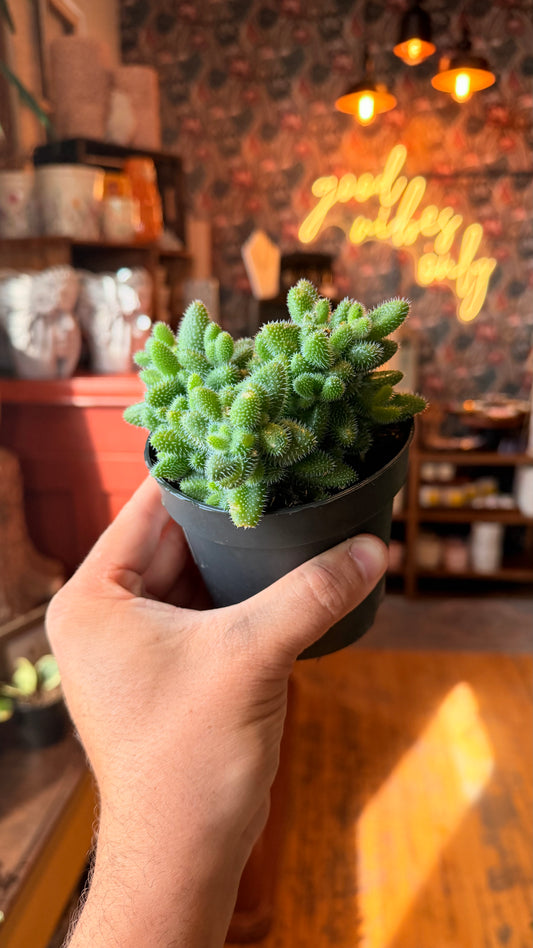4” Pickle Plant