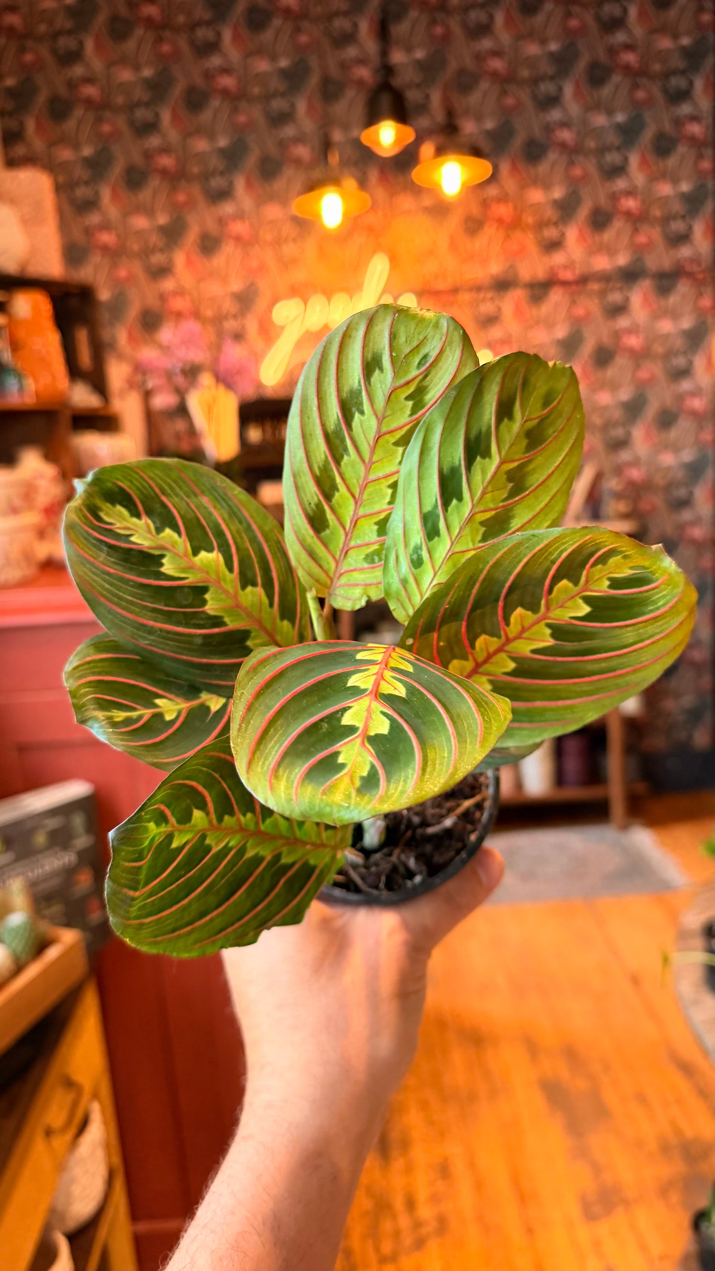 4” Red Prayer Plant