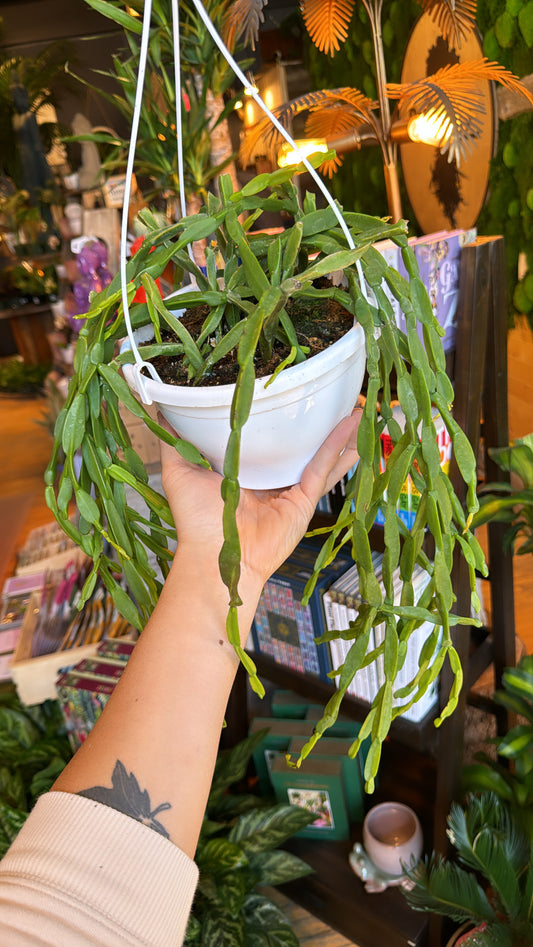 8” Paradoxa Rhipsalis Large