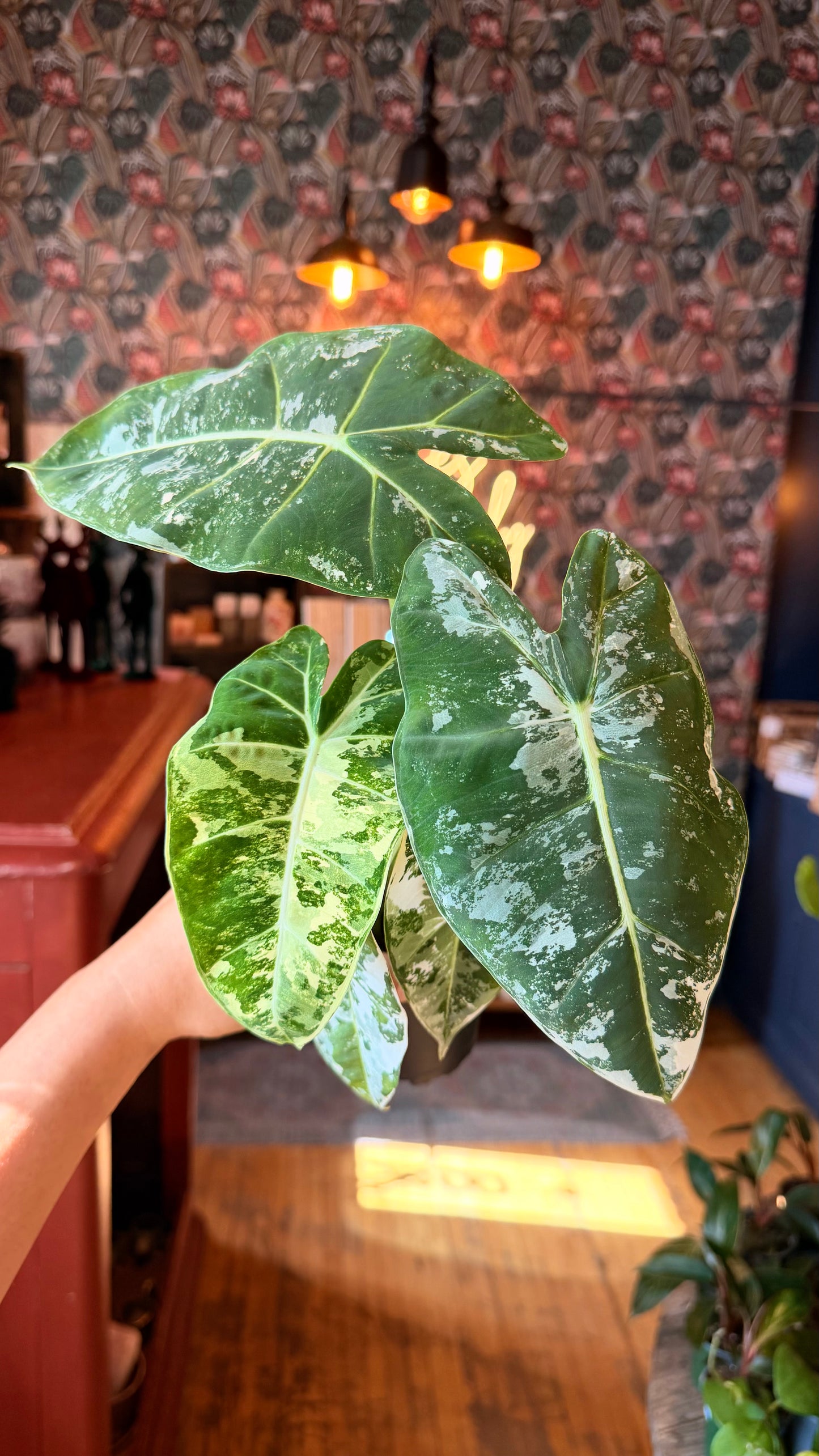 4” Frydek Variegated Alocasia