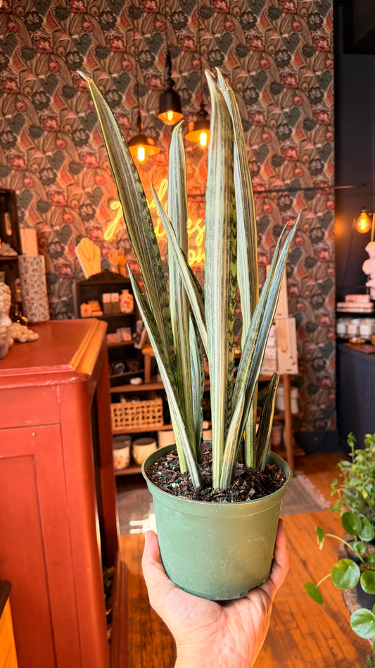 6” Bantel’s Sensation Snake Plant