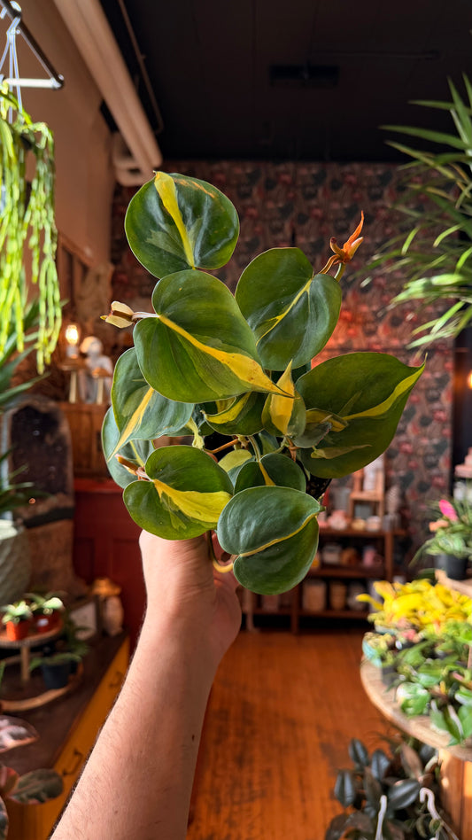 4” Brazil Philodendron