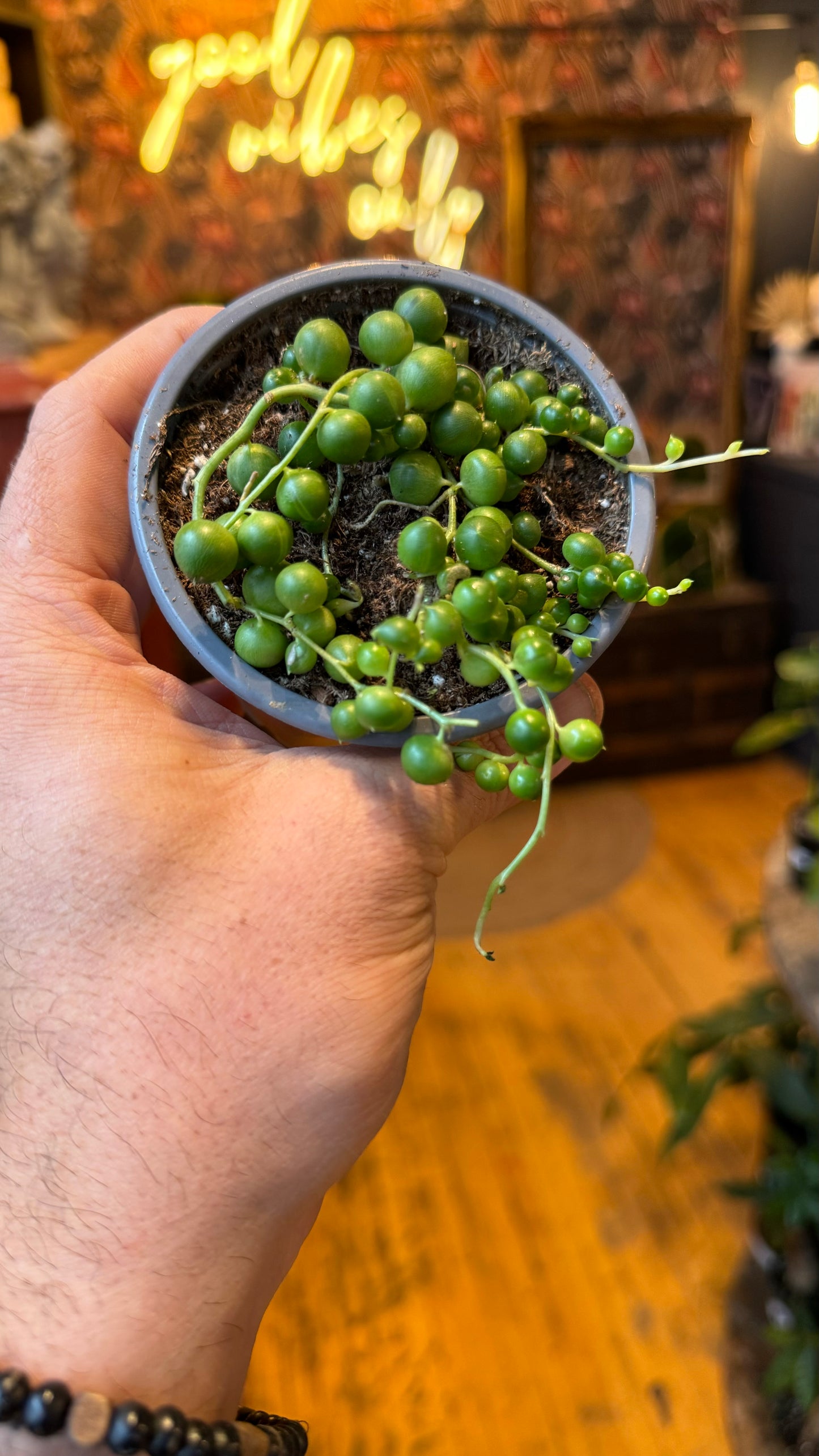 3.5” String of Pearls