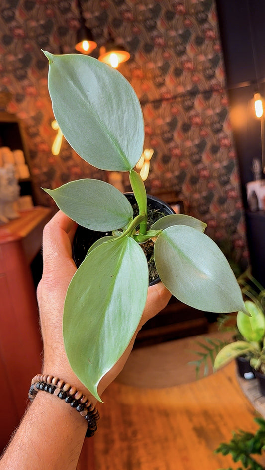 Silver Sword Philodendron